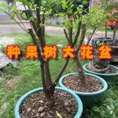 果树庭种植花盆加龙厚盆大口径院耐用十缸年圆形种树种菜ZQE多肉