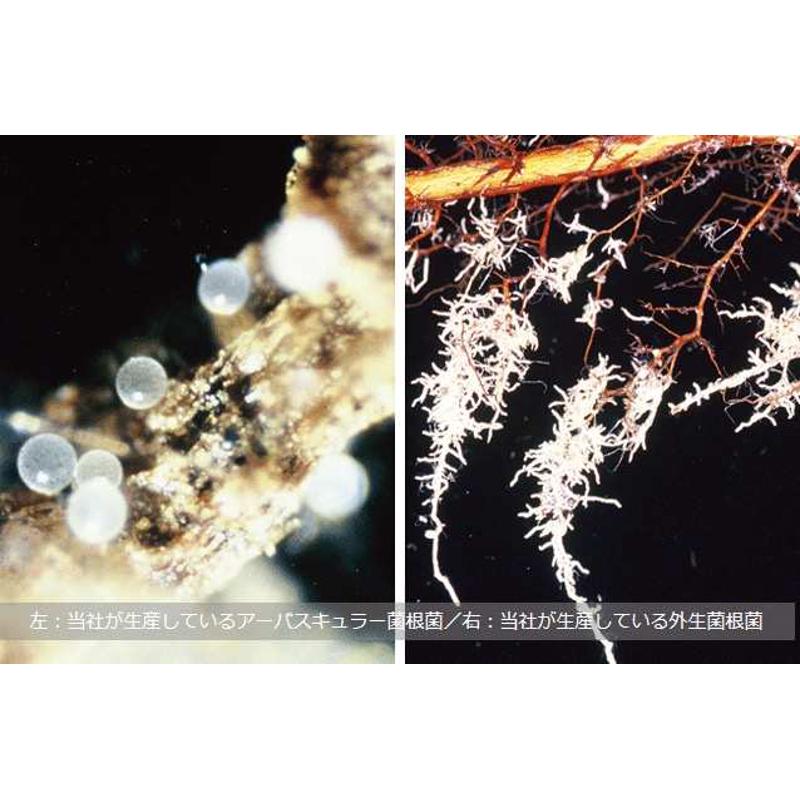 松树专用菌根菌日本产松本外生菌黑松赤松五叶松虾夷松云杉共生菌