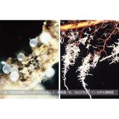 松树专用菌根菌日本产松本外生菌黑松赤松五叶松虾夷松云杉共生菌