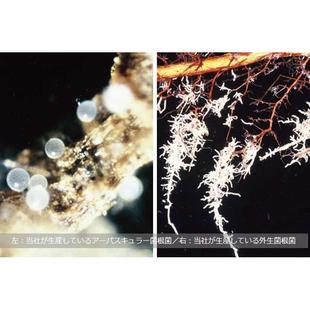 松树专用菌根菌日本产松本外生菌黑松赤松五叶松虾夷松云杉共生菌