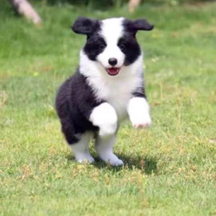 边牧幼犬放羊幼宠包活可爱三通中型犬超萌陨石色双色黑白金黄白狗