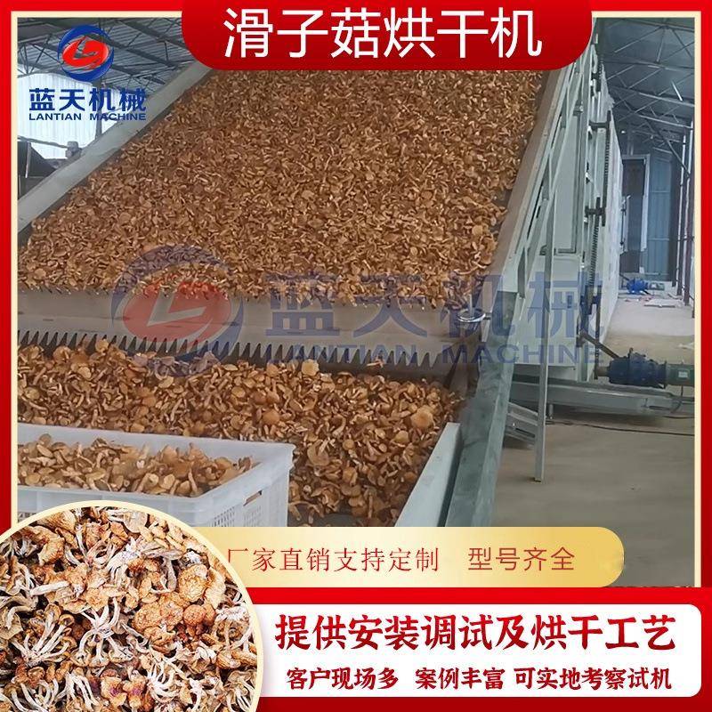 滑子菇烘干机大型网带杏鲍菇珍珠菇滑子菇烘干设备干制香菇干机