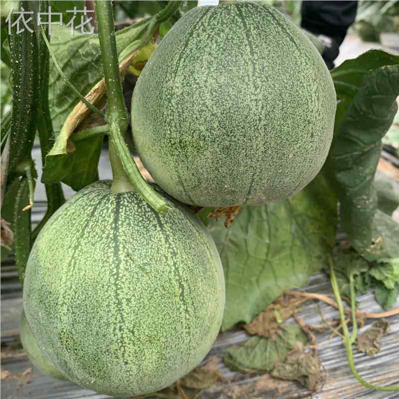 翡翠玉甜瓜种子绿宝石香瓜种子薄皮超甜四季脆瓜早熟高产香瓜籽