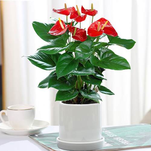 火鹤花盆栽带花鸿运当头花卉室内好养大盆粉掌白掌一帆风顺盆栽水