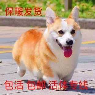 柯基幼犬便宜真狗小短腿不掉毛狗狗黄白家庭幼崽包邮温顺帅气宠物