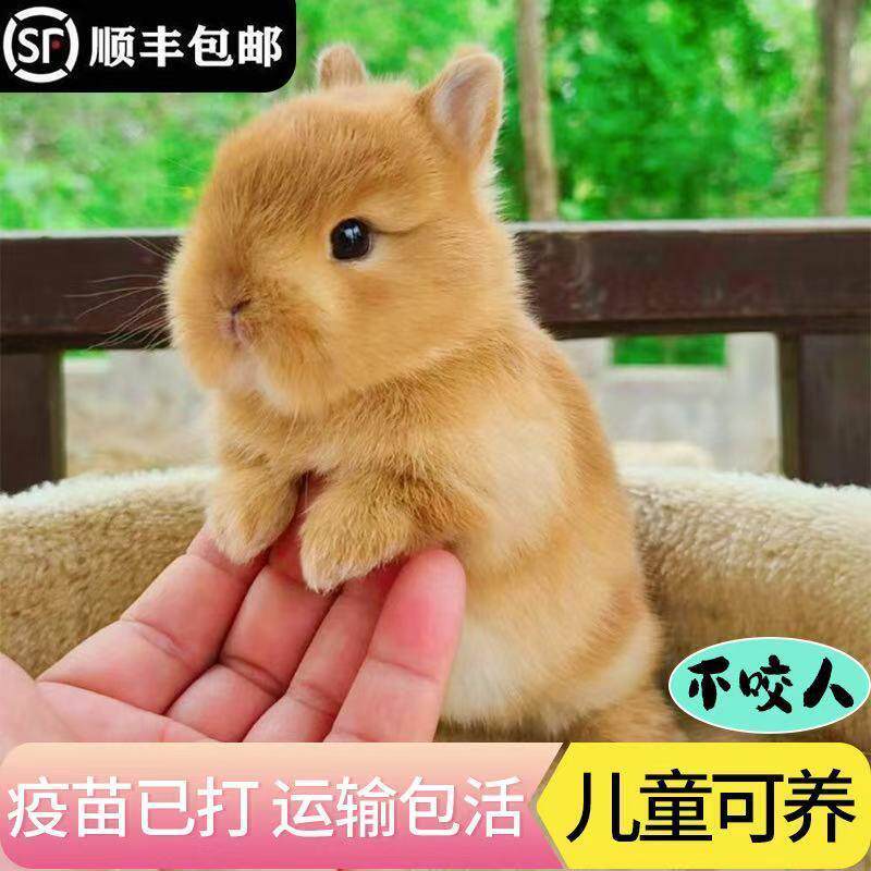 兔子活物小兔子活体侏儒兔迷你长不大小型公主荷兰垂耳茶杯儿童家