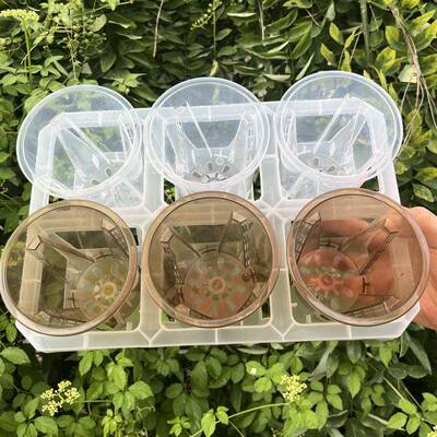 新款直销6格托架蝴蝶兰塑料茶色高透观根盆组合托架热值月季海棠