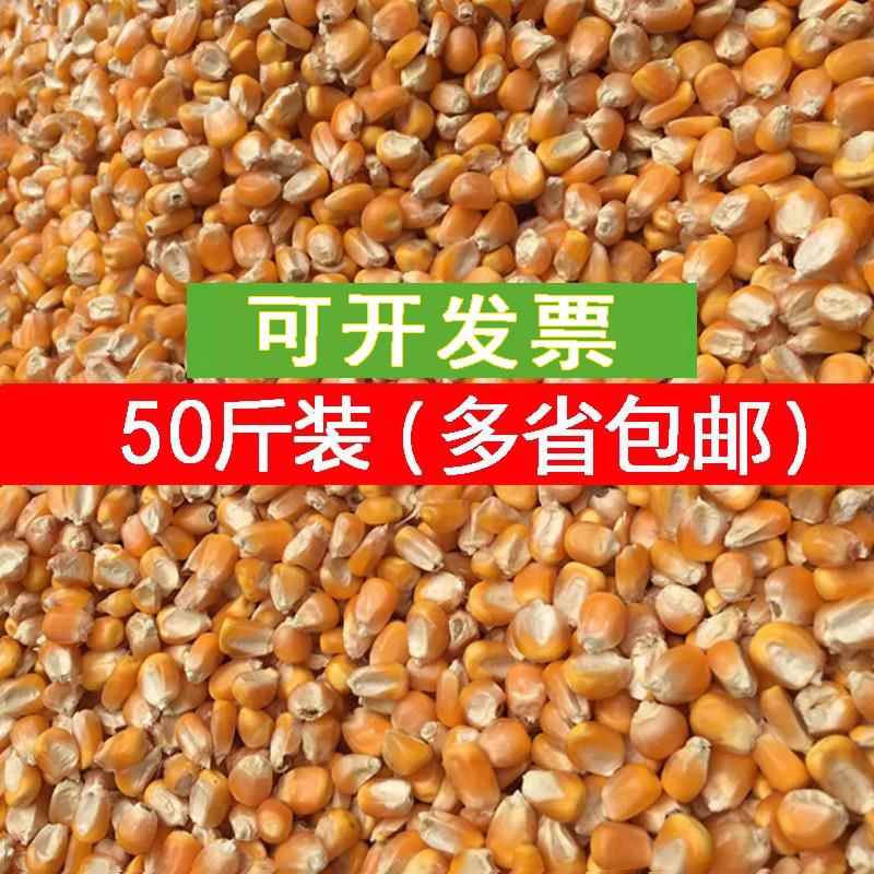 2024年干玉米粒苞米谷籽鸽子鸡鸭鹅饲料打窝鱼饵仓鼠50斤装包邮