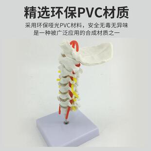 人体颈椎带颈动脉模型神经后枕骨椎间盘颈椎模型脊柱脊椎模型