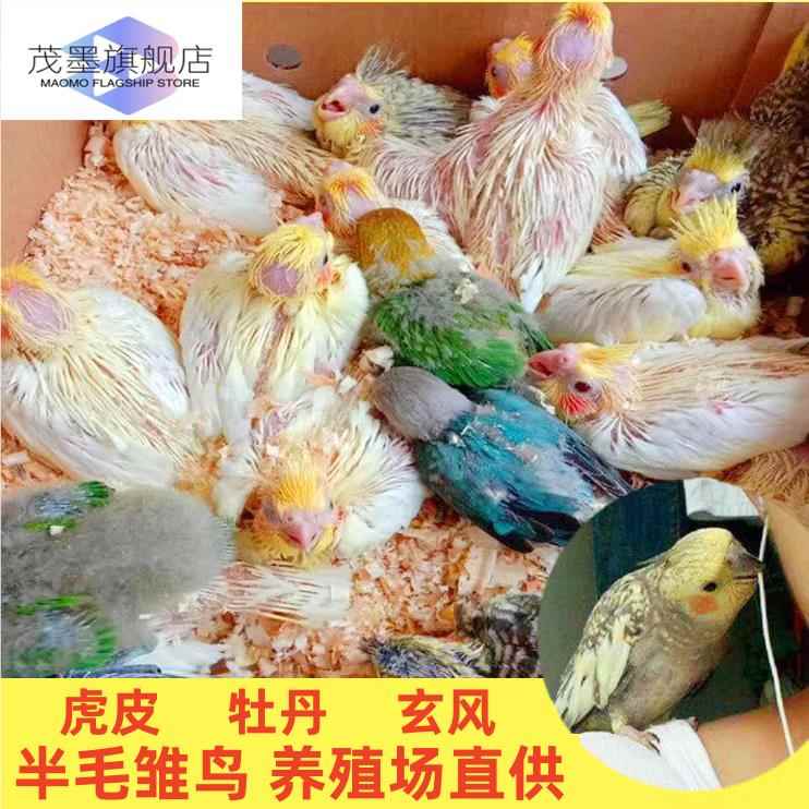 鹦鹉活鸟一公一母手养雏鸟玄风虎皮鸟亲人活物黄化灰玄鸟会学说话