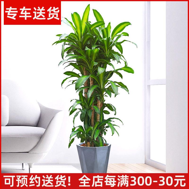 1.8米巴西铁盆栽花卉 巴西木客厅大型绿植办公室内植物 送货上门