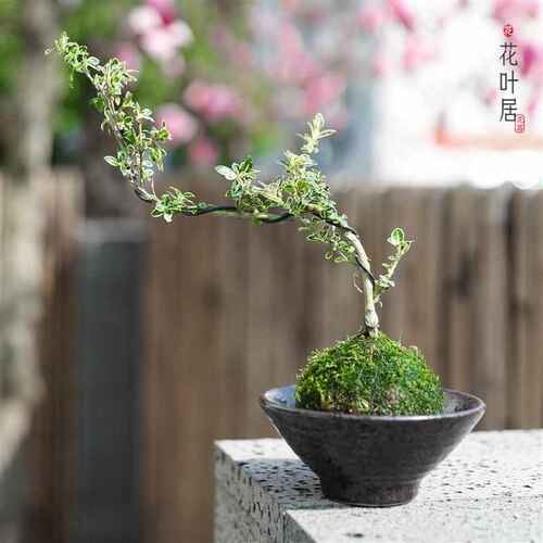苔藓球小盆栽水培植物茶几桌面迷你盆景办公室内文竹月季台桌绿植