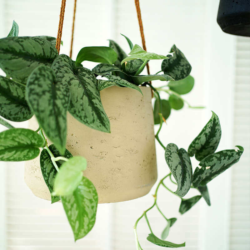 吊盆悬挂式垂吊悬挂植物挂盆挂式吊篮吊挂吊兰植物挂篮花盆悬意赛,鲜花速递/花卉仿真/绿植园艺,花盆,淘宝优惠券,粉丝福利购,淘宝优惠卷