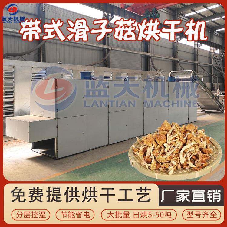 网带式滑子菇烘干机东北滑菇滑子蘑干燥机全自动小黄蘑烘干设备