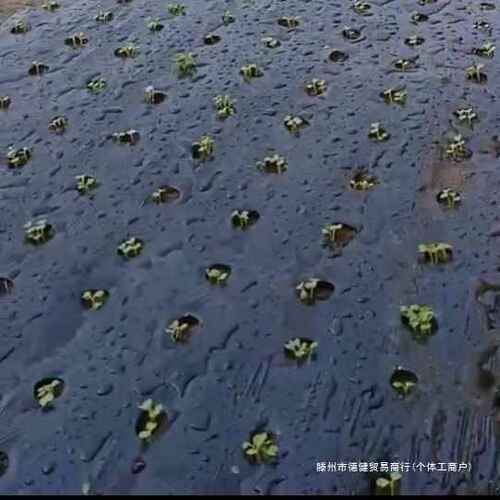 开防孔草农用黑地膜菜地膜孔打孔免地膜玉米地黑种植银薄膜带打孔