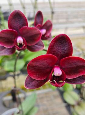 台湾品种蝴蝶兰【黑鸟】Phal.Black Bird HCC/OIOS