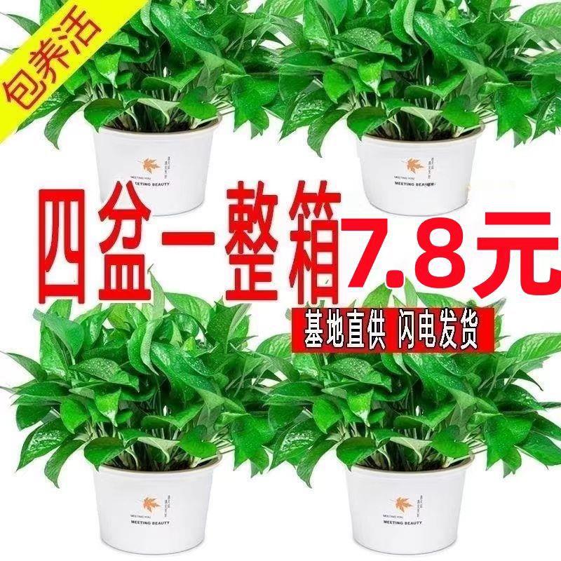 绿萝盆栽带盆绿箩室内长藤植物花卉新房净化空气绿植易培