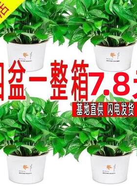 绿萝盆栽带盆绿箩室内长藤植物花卉新房净化空气绿植易培