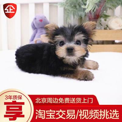 纯种约克夏梗犬茶杯犬金头银黑背活体小体幼犬家养小型犬宠物狗狗