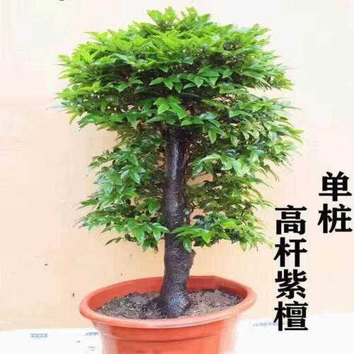 单桩小叶紫檀树桩盆景盆栽净化空气四季常青植物黑檀木黑骨茶包邮