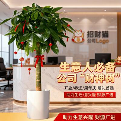 发财树客厅盆栽大颗室内摆件大型步步高招财树乔迁送礼绿植物开业