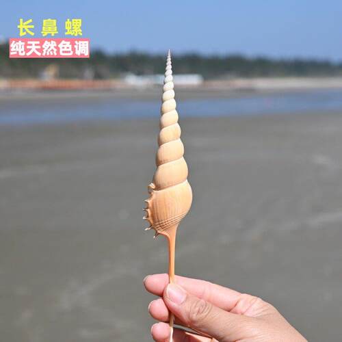 天然海螺贝壳马丁长鼻螺家居装饰摆件拍摄道具创意礼品标本收藏