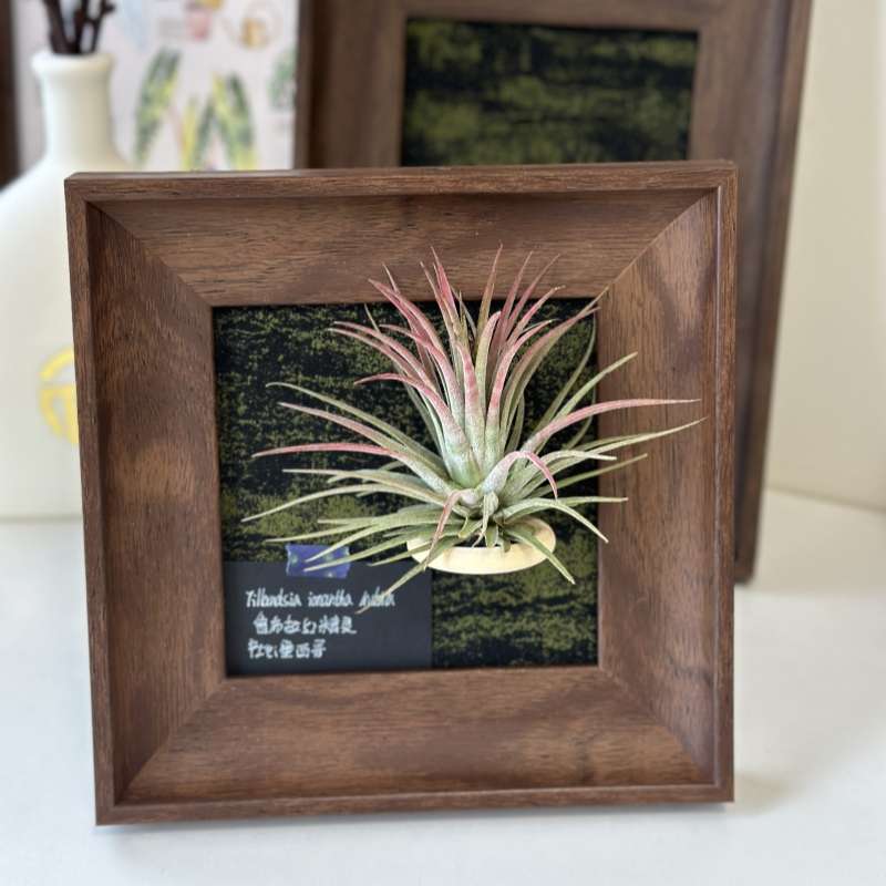 空气凤梨手工定制相框（含精灵）创意礼物桌摆绿植装饰画
