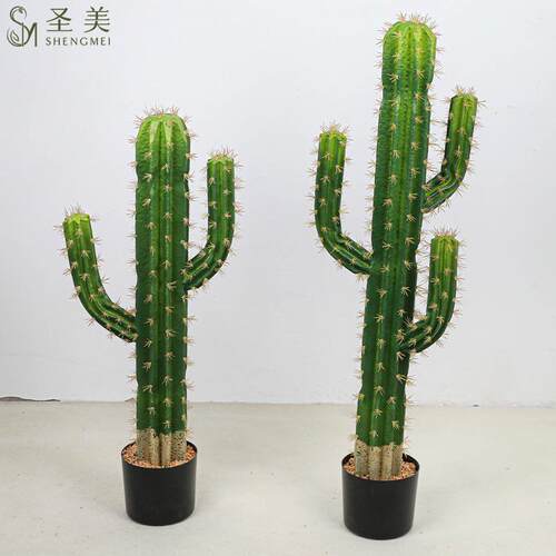 仙人掌八棱柱仙人柱大型植物盆栽摆件室内热带绿植盆景装饰场景