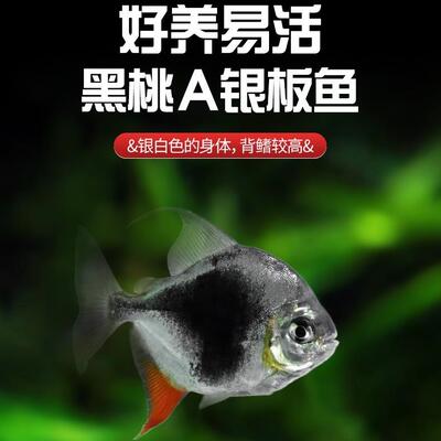 黑桃A鱼苗银板鱼观赏鱼淡水群游鱼红龙配鱼耐活好养风水招财鱼