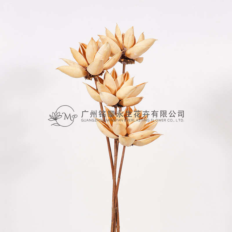 【紫荆莲】木槿花干莲蓬木莲花插花拍摄道具家居软装