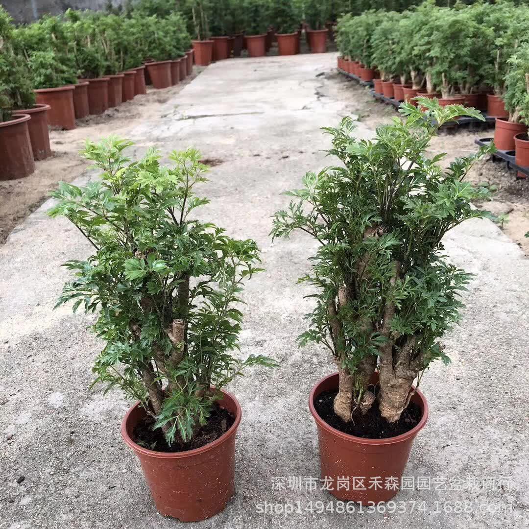 羽叶福禄桐盆栽客厅植物盆栽室内绿植发财树树桩四季常青净化空气
