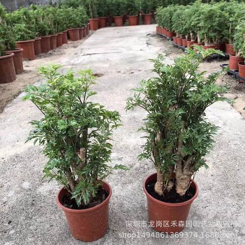 羽叶福禄桐盆栽客厅植物盆栽室内绿植发财树树桩四季常青净化空气
