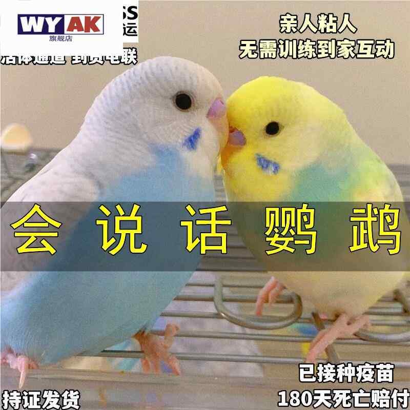 鹦鹉活鸟一公一母特色国血大头金彩活幼雏鸟成年蓝色手养鸟适合女图片