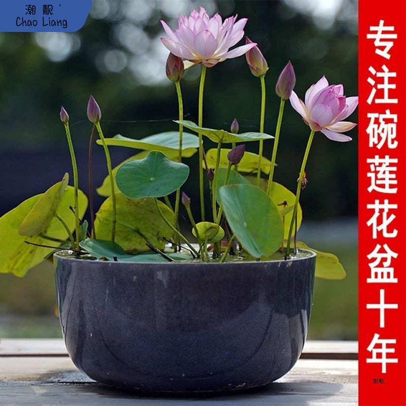 瑕疵处理多款碗莲睡莲水培花盆莲花水生植物陶瓷荷花无孔盆大新品