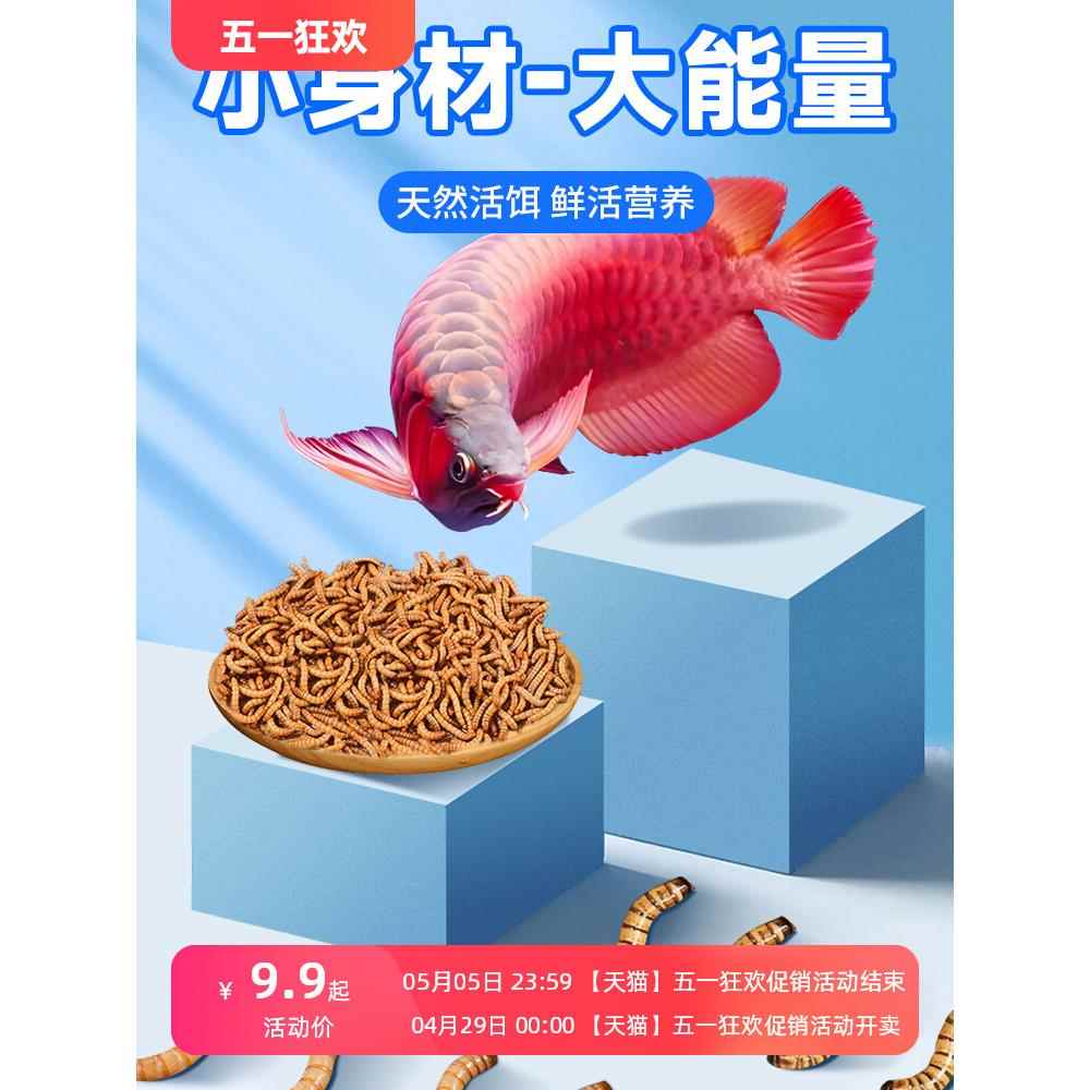 面包虫活虫黄粉虫大麦虫饵料活体锦鲤血鹦鹉大型鱼龙鱼高蛋白饲料