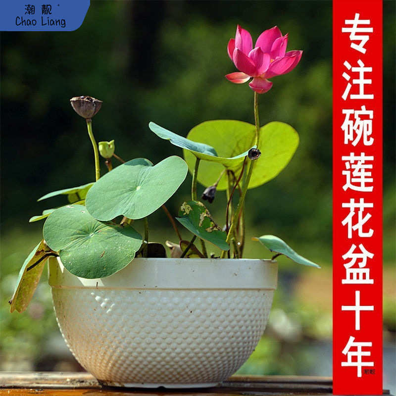 瑕疵处理多款碗莲睡莲水培花盆莲花水生植物陶瓷荷花无孔盆大新品