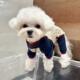 新狗衣服春天风格 德国天鹅绒家四条腿基础层泰迪比雄雪纳瑞马耳他