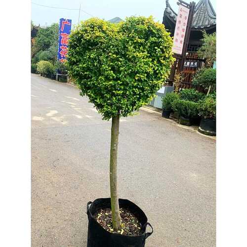 花园花镜植物亮晶女贞棒棒糖川滇蜡树小叶亮金女贞造型树