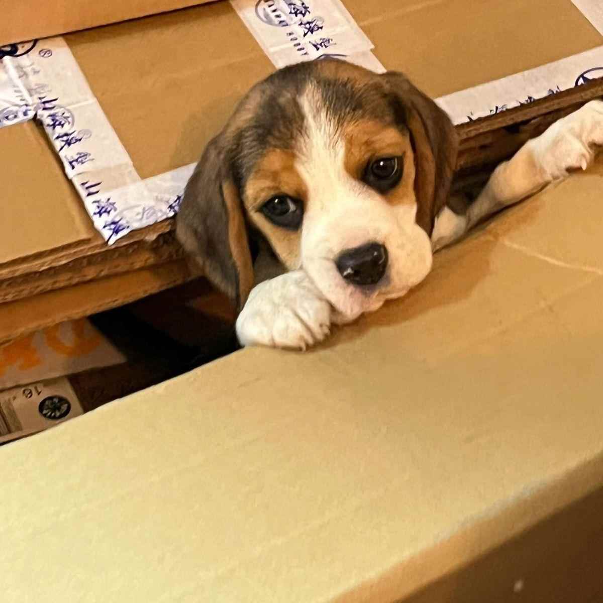 比格幼犬听话小狗狗活体猎犬长不大大耳朵幼宠家养小型犬狩活健康