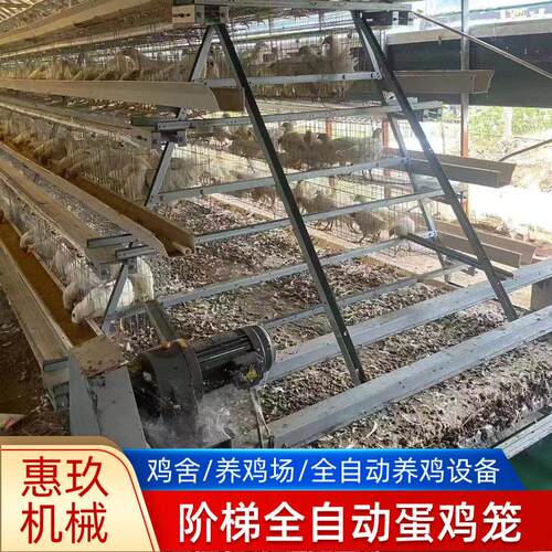 全自动阶梯蛋鸡笼A字型阶梯式组装笼厂家全自动清粪捡蛋蛋鸡笼