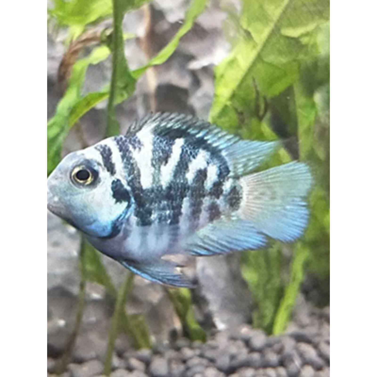 金波子观赏鱼小型淡水迷你鹦鹉种鱼一对阿凡达鱼荷兰凤凰鱼荷兰球