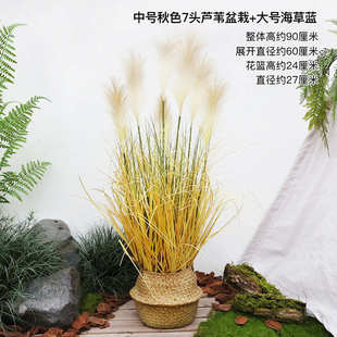 装饰室内造景干花直播间植盆栽客厅苇草假植树摆件落地物绿芦仿真
