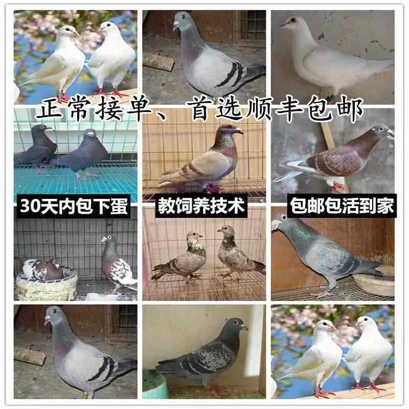 黑色白羽王种鸽幼鸽 鸽蛋 球鸽 信鸽 落地王 好养