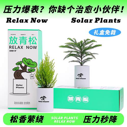 放青松绿植更大情绪稳定放轻松办公室桌面绿植小盆栽光合植物礼物