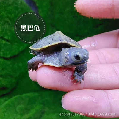 巴西化变异果冻龟巴西龟金粉变异龟龟龟焦糖龟巴西龟白化白化黑