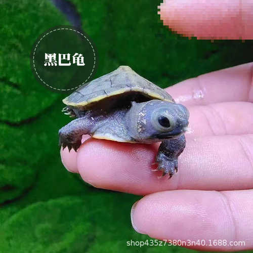 巴西化变异果冻龟巴西龟金粉变异龟龟龟焦糖龟巴西龟白化白化黑