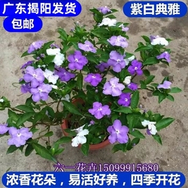 双色茉莉盆栽 双色花苗 鸳鸯茉莉花 阳台室内外盆栽 芳香花卉