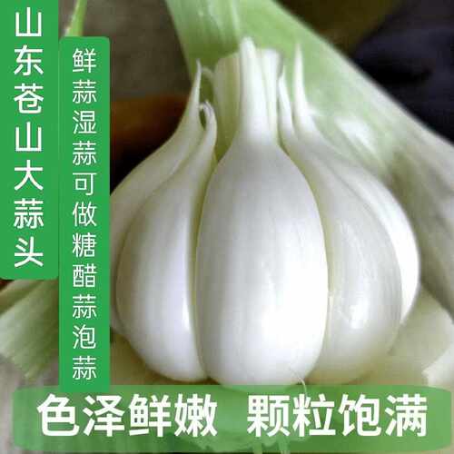 山东苍山四六瓣大蒜白皮鲜蒜新鲜大蒜头5斤现挖湿蒜嫩蒜腌制泡蒜