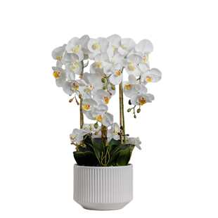 蝴蝶兰仿真花3d手感pu红色逼真仿真盆栽高级感客厅摆件成品大盆