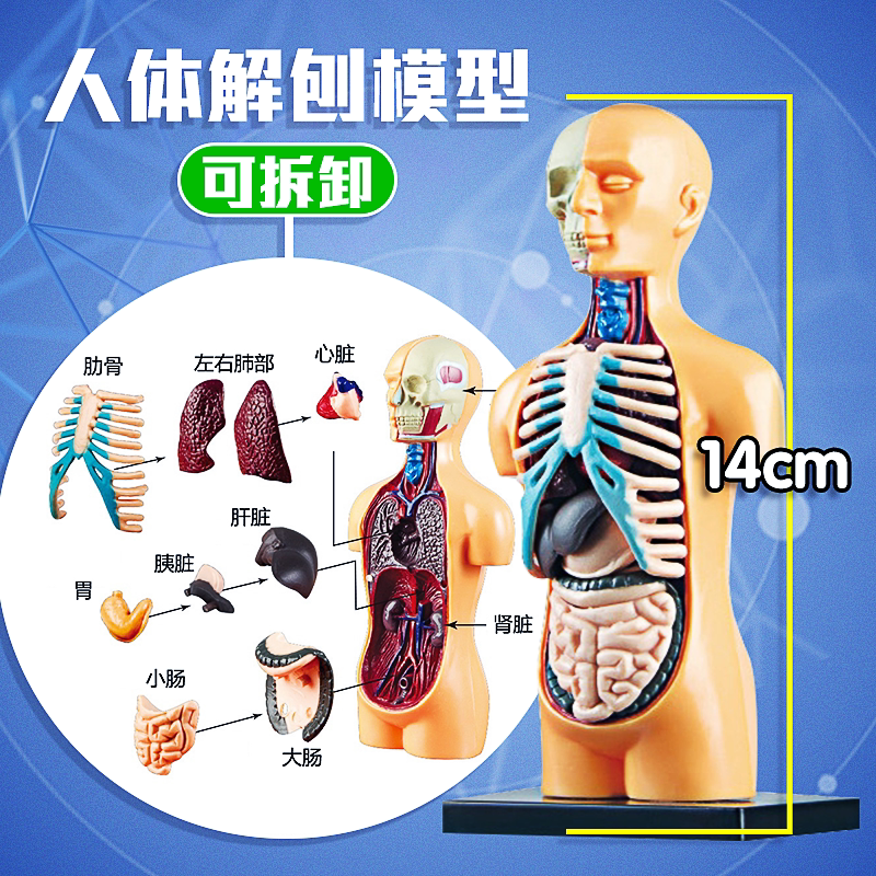 人体结构器官模型骨骼3d骨架全身可拆卸拼装儿童医学启蒙解剖玩具